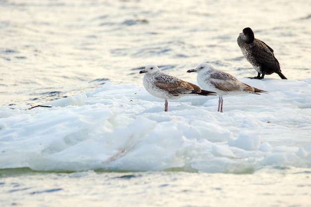 una imagen de gaviotas emplumadas flotando en un témpano de hielo a lo largo del río