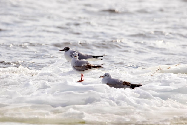 una imagen de gaviotas emplumadas flotando en un témpano de hielo a lo largo del río