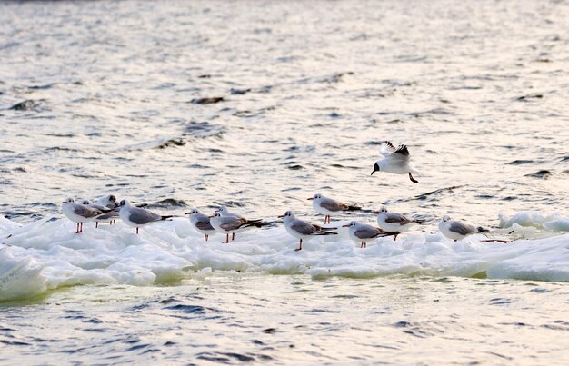 una imagen de gaviotas emplumadas flotando en un témpano de hielo a lo largo del río