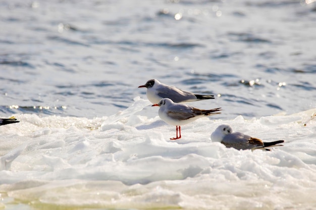 una imagen de gaviotas emplumadas flotando en un témpano de hielo a lo largo del río