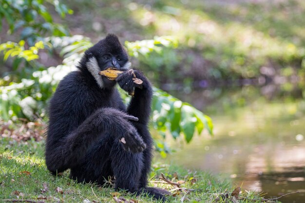 Imagen de gibón negro (White-Cheeked Gibbon) comiendo alimentos en la naturaleza. Animales salvajes.