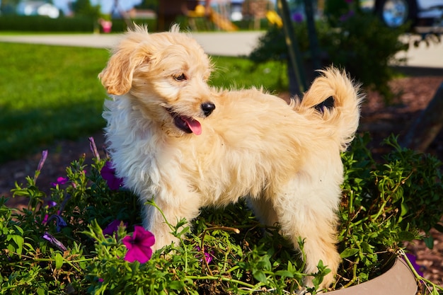 Imagen de Golden Retriever en maceta con pequeñas flores de color púrpura