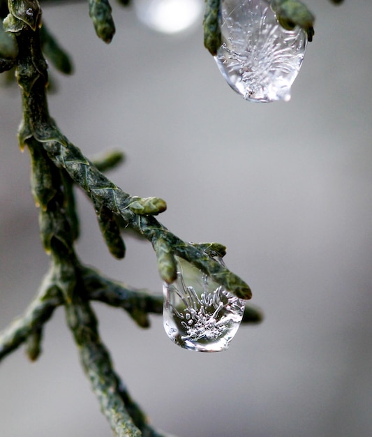 imagen de una gota de lluvia helada en una rama de árbol de hoja perenne