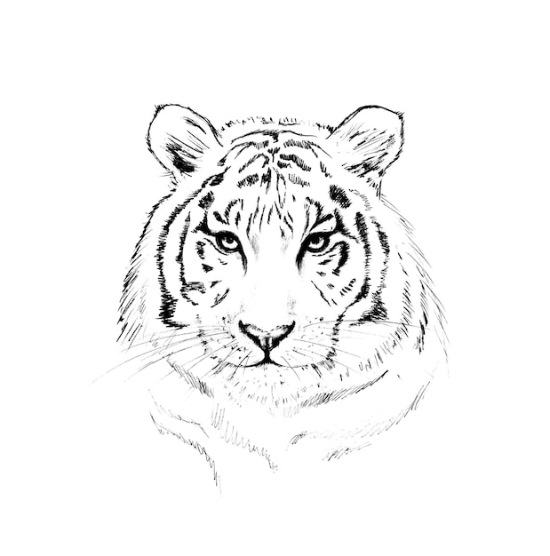 Imagen gráfica en blanco y negro de un tigre sobre un fondo blanco.