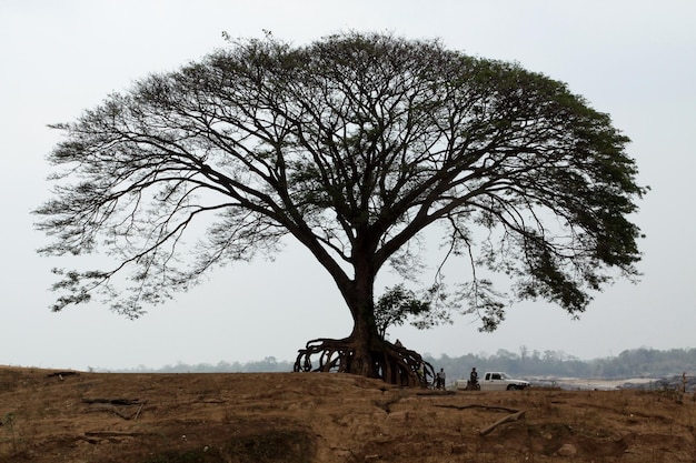 La imagen de un gran árbol en medio de una sequía es real.