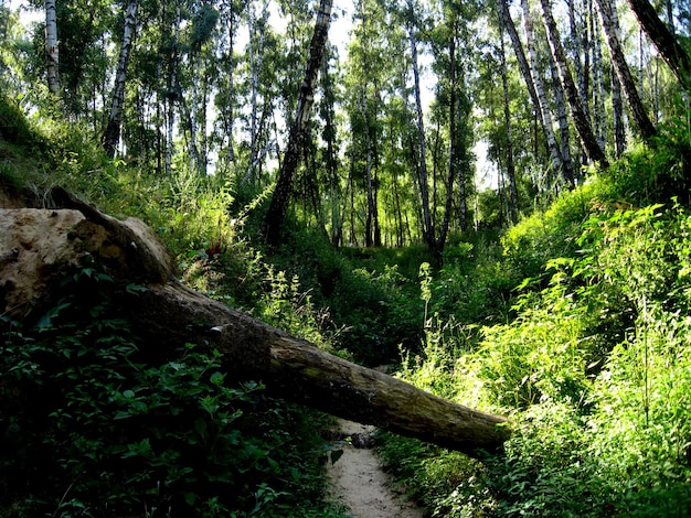 Imagen de un gran barranco en el bosque de abedul en verano