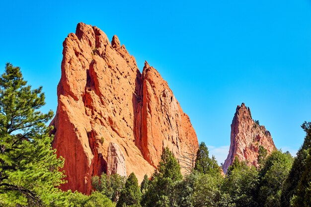 Imagen de grandes hojas de cultivos de picos de roca roja en el bosque