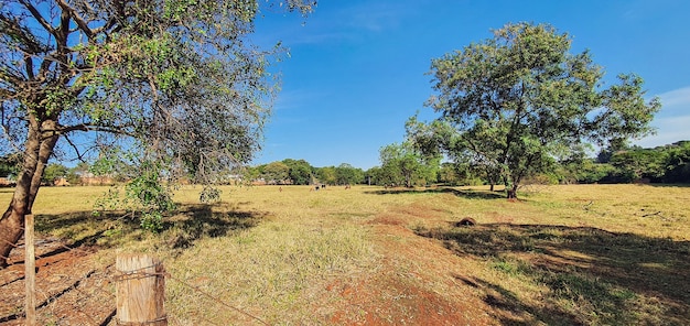 Imagen de la granja conceptual, se centran en la valla del tronco con vacas