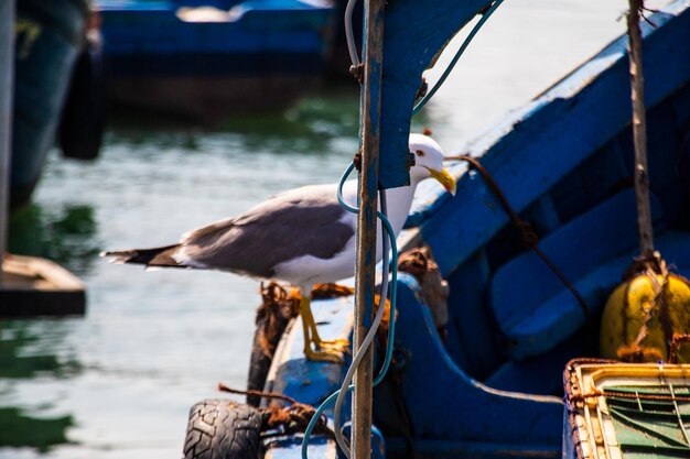 Foto imagen gratis el ballet aéreo de essaouira: las cigüeñas y la gracia de la naturaleza.