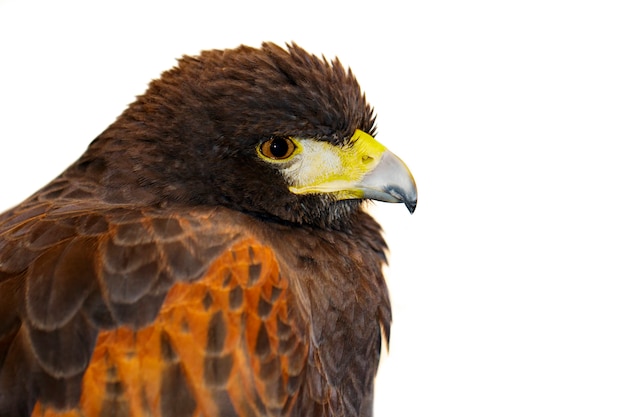 Imagen de halcón rojo. Aves. Animales salvajes.