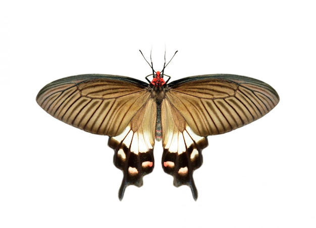 Imagen de la hembra de la gran mariposa mormona (Papilio polytes) aislado sobre fondo blanco.