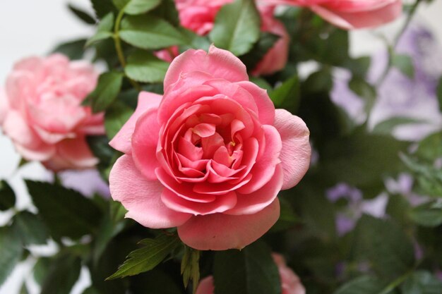 Imagen de una hermosa flor de rosa roja suave