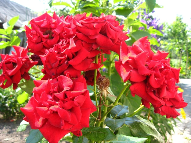 Imagen de una hermosa flor de rosa roja tierna