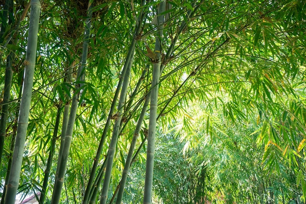 Imagen hermosa de la hoja y del árbol de bambú para el fondo del estilo de vida del tema de Asia.