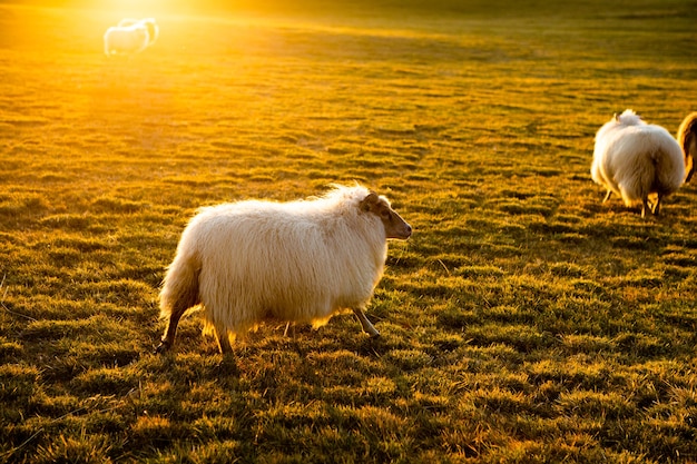 Imagen de la hermosa naturaleza de islandia para el paisaje