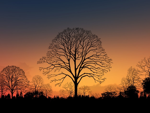 Imagen hermosa del paisaje con la silueta de los árboles en la puesta del sol