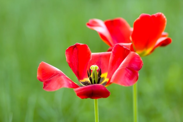 La imagen hermosa del primer de tulipanes brillantes brillantes de la primavera roja florece en los tallos altos que florece lujosamente en fondo verde borroso del bokeh en jardín o campo. Concepto de belleza y protección de la naturaleza.