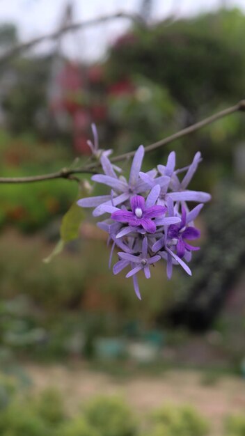 Imagen de hermosas flores púrpuras que florecen en el jardín desdibujando el fondo