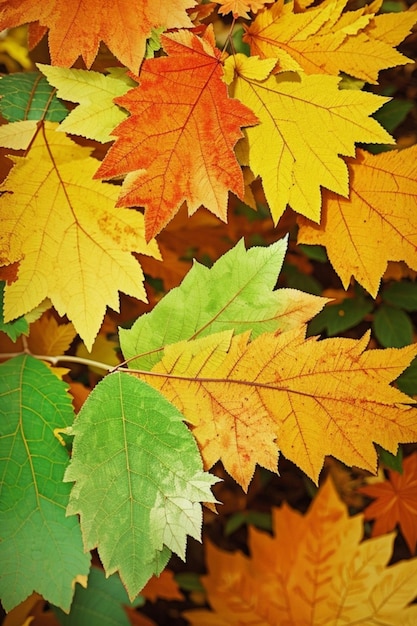 Imagen de las hermosas hojas de otoño