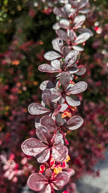 Foto imagen de hermosas hojas rojas