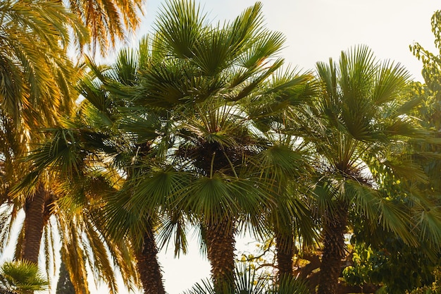 Imagen de hermosas palmeras en un parque de Barcelona durante un día soleado y cálido