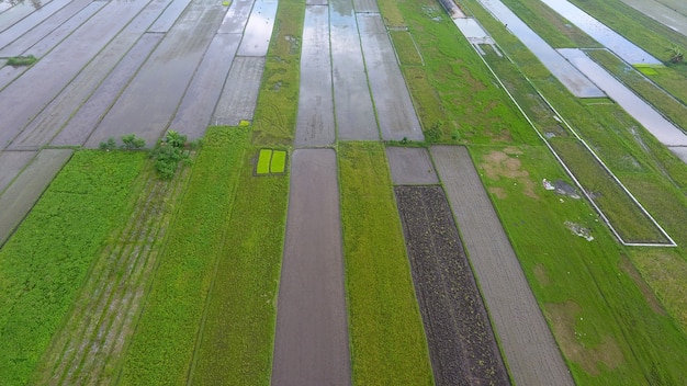 Imagen del hermoso campo de arroz en terrazas en temporada de agua y riego desde drone Vista superior de arrozales arrozales en Java Indonesia