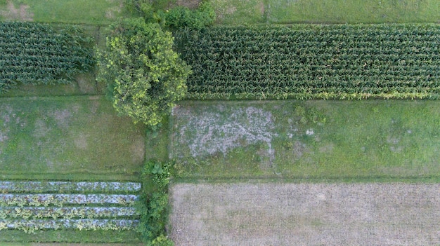 Imagen del hermoso campo de arroz en terrazas en temporada de agua y riego desde drone Vista superior de arrozales arrozales en Java Indonesia