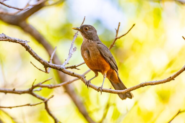 Imagen de un hermoso pájaro Zorzal Vientre Rufo Turdus rufiventris quotsabia laranjeiraquot