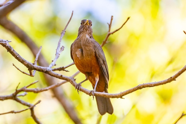 Imagen de un hermoso pájaro Zorzal Vientre Rufo Turdus rufiventris quotsabia laranjeiraquot
