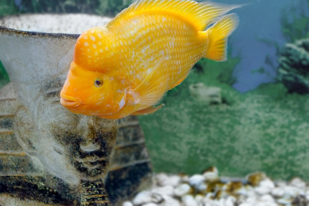 imagen de un hermoso pez de acuario Amphilophus citrinellus