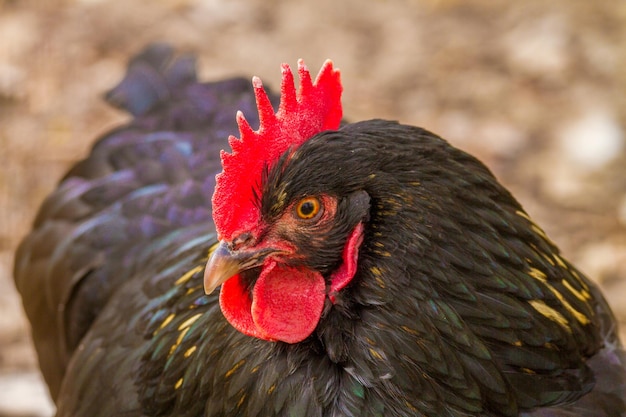 Imagen de un hermoso pollo negro con una vieira roja