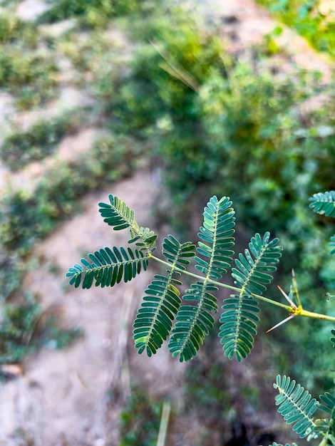 Imagen de hoja de árbol con fondo de campo