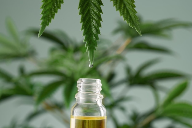 Imagen de una hoja de cáñamo legalizada con una gota de aceite de CBD en una punta frondosa sobre una botella abierta
