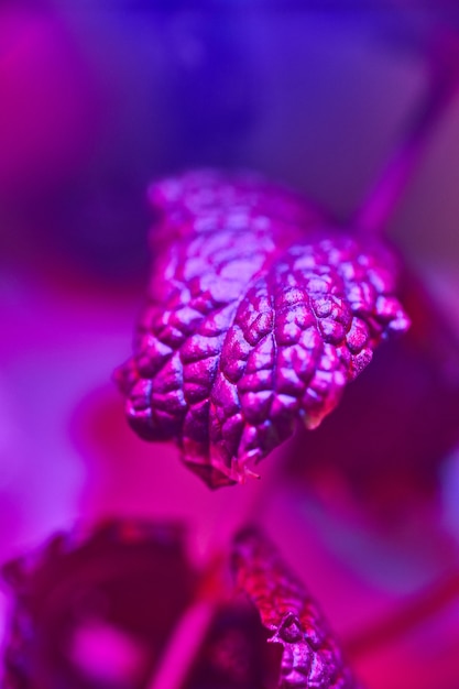 Imagen de hoja de menta con filtro azul y morado