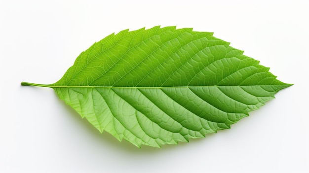 Foto imagen de una hoja verde sobre un fondo blanco