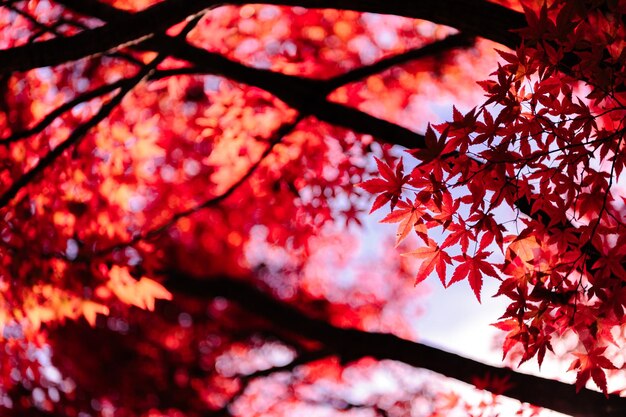 Foto una imagen de hojas de otoño de color rojo brillante