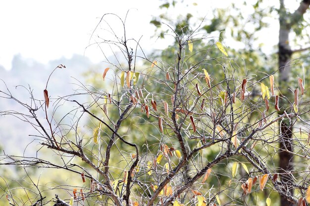 Imagen de hojas secas en un árbol hojas marchas que no cayeron durante el invierno