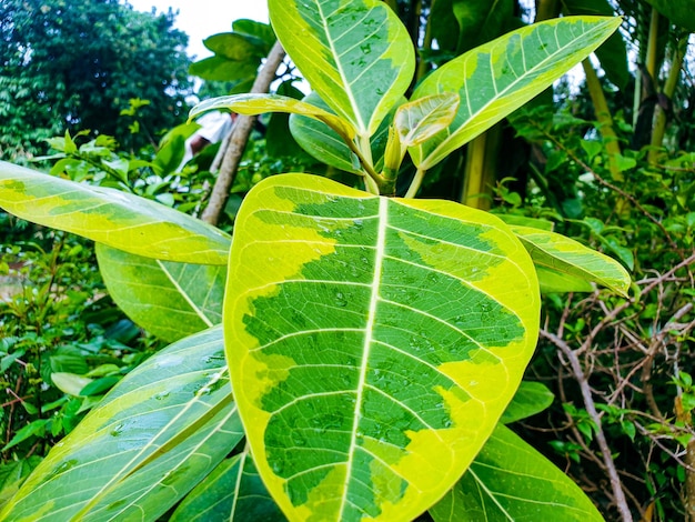 Imagen de hojas verdes en un jardín formal colorido paisaje.