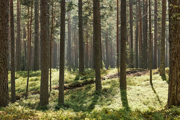 Imagen horizontal del bosque de pinos con hierba verde en verano