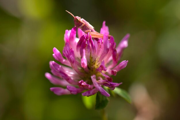 Imagen horizontal de un saltamontes rosa con eritrismo camuflado en una flor rosa Fotografía macro con espacio para copiar