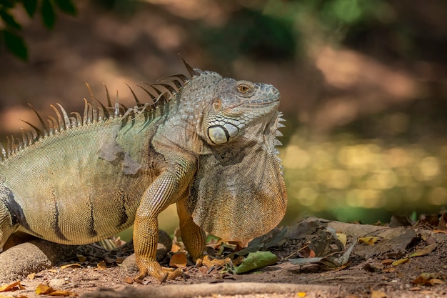 Imagen de la iguana verde morph sobre un fondo natural. Animal. Reptiles