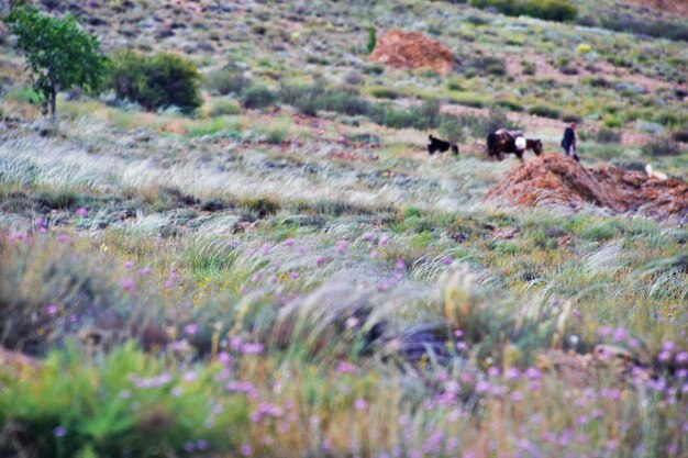 Foto imagen inclinada de ovejas en el campo