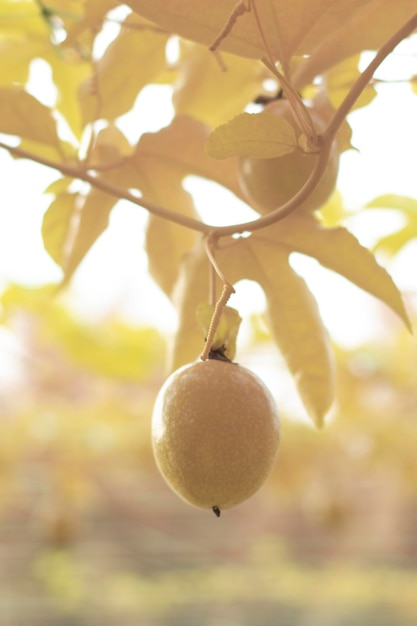 imagen infrarroja de los frutos reptantes de la passiflora edulis colgando del tallo en la granja