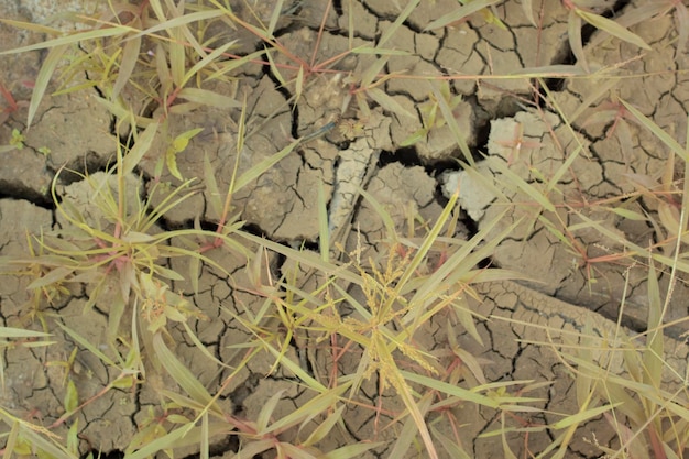 Imagen infrarroja de la grieta del suelo de la superficie de la tierra debido a la sequía