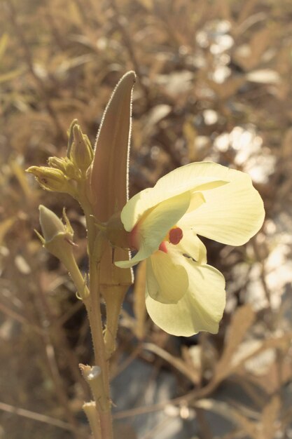 Foto imagen infrarroja de la planta de verduras de dedo de dama