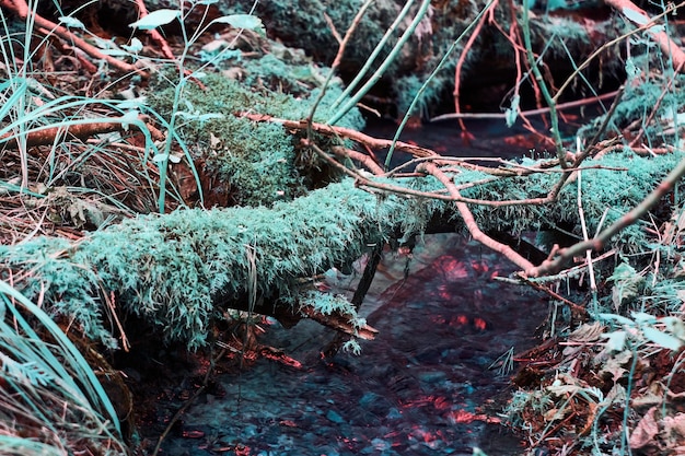 Imagen de infrarrojos de un pequeño arroyo con destellos de fuego rojo en la superficie del agua con musgo verde azulado en el suelo y el tronco que lo cruza