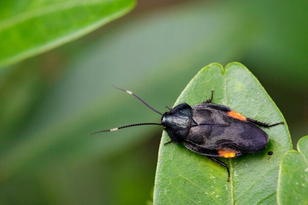 Imagen del insecto Blattellidae en una hoja verde Animal