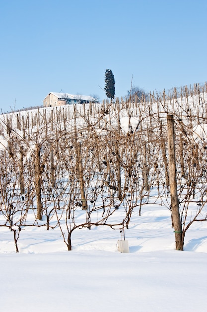 Imagen inusual de un viñedo en Toscana (Italia) durante el invierno