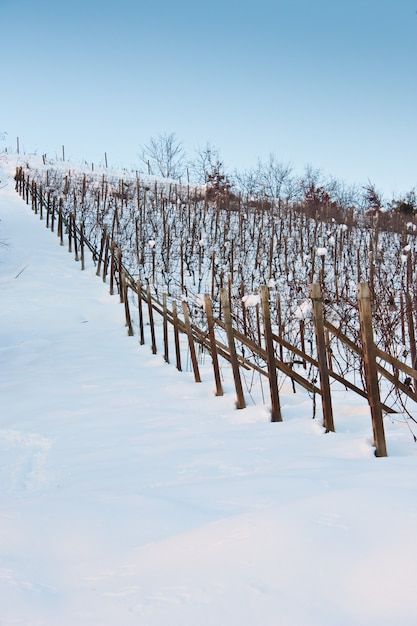 Foto imagen inusual de un viñedo en toscana (italia) durante el invierno