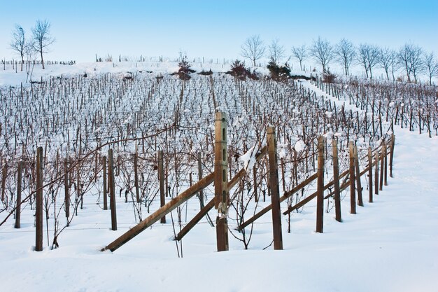 Imagen inusual de un viñedo en Toscana (Italia) durante el invierno